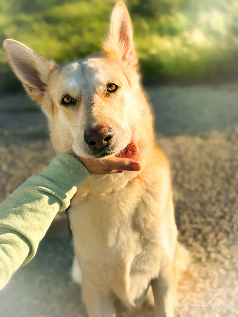 Sunflower thumbnail 2