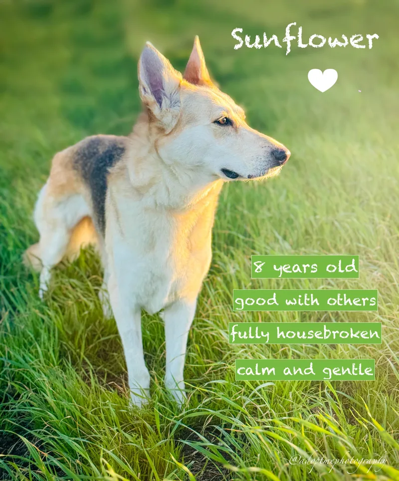 Sunflower thumbnail 3