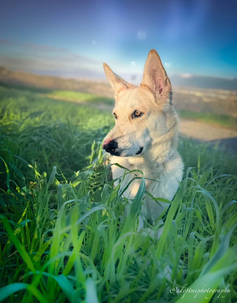 Sunflower thumbnail 4