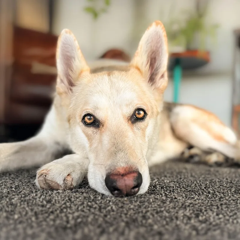 Sunflower thumbnail 5