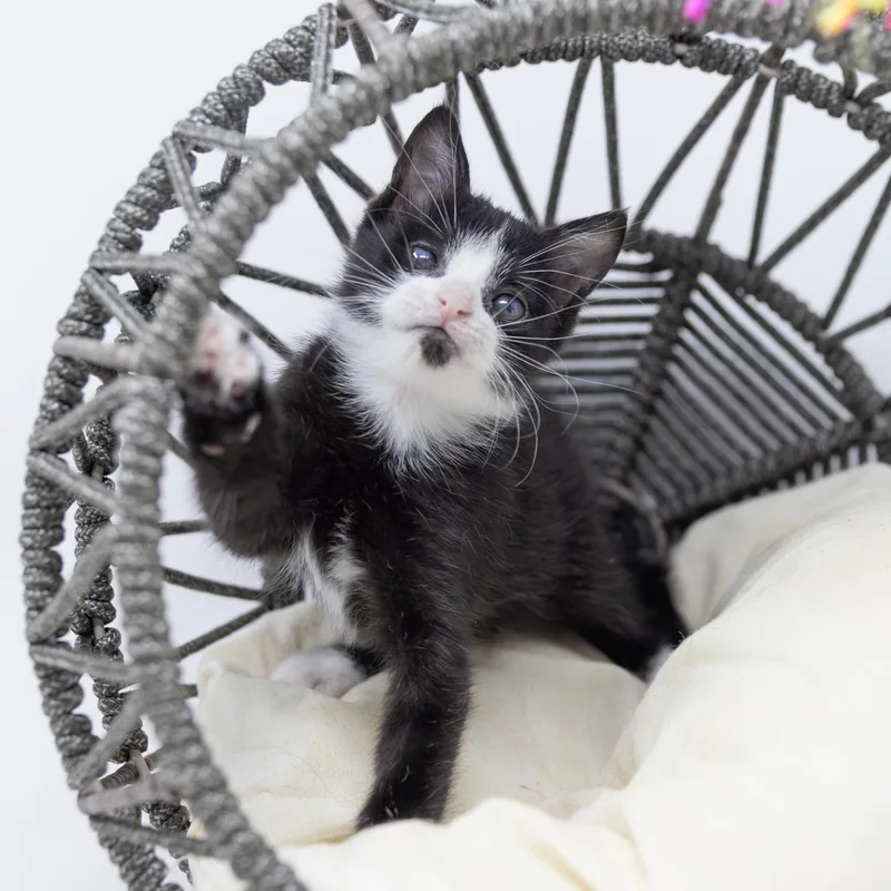 A baby medium-sized male Black & White / Tuxedo Tuxedo cat named Stevie for adoption in Trophy Club, TX