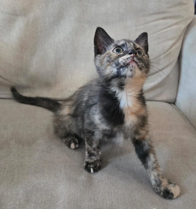 A baby medium-sized female Domestic Short Hair cat named Blossom for adoption in Youngsville, NC