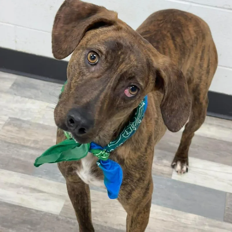 A young medium-sized male Brindle Plott Hound dog named Loveyringo for adoption in Lufkin, TX