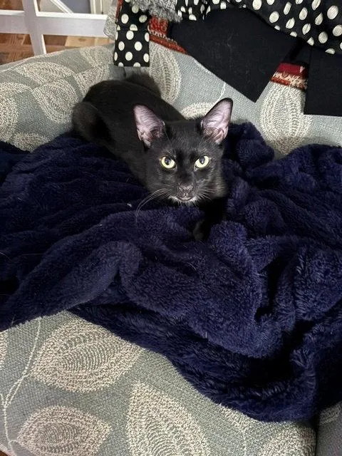 A young medium-sized female Black Domestic Short Hair cat named Neo for adoption in Herndon, VA