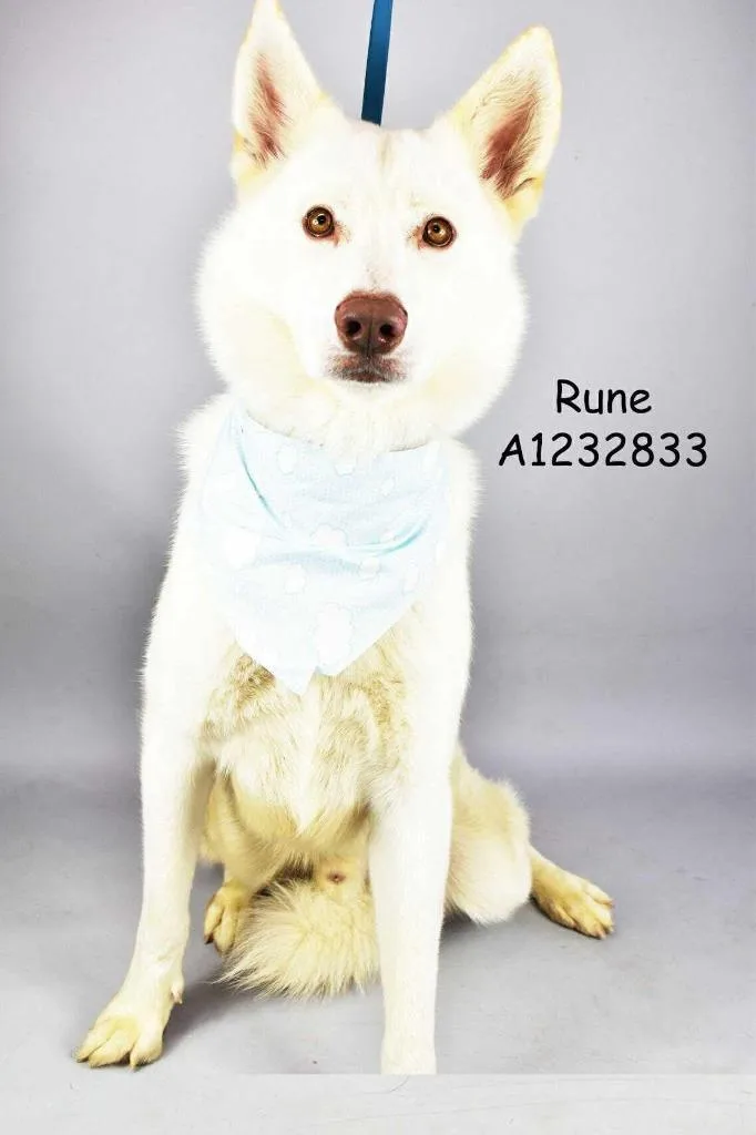 A young large-sized male Husky dog named Rune for adoption in Tehachapi, CA
