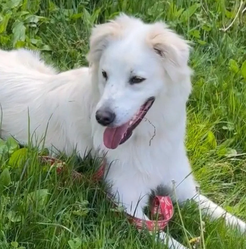 A young medium-sized male Terrier dog named Riley for adoption in Bloomfield, CT