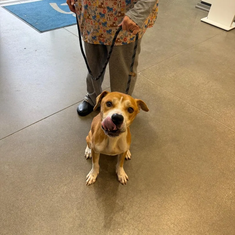 An adult medium-sized male Pit Bull Terrier dog named YORKStray for adoption in York, PA