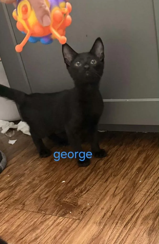 A baby small-sized male Bombay cat named George for adoption in San Antonio, TX