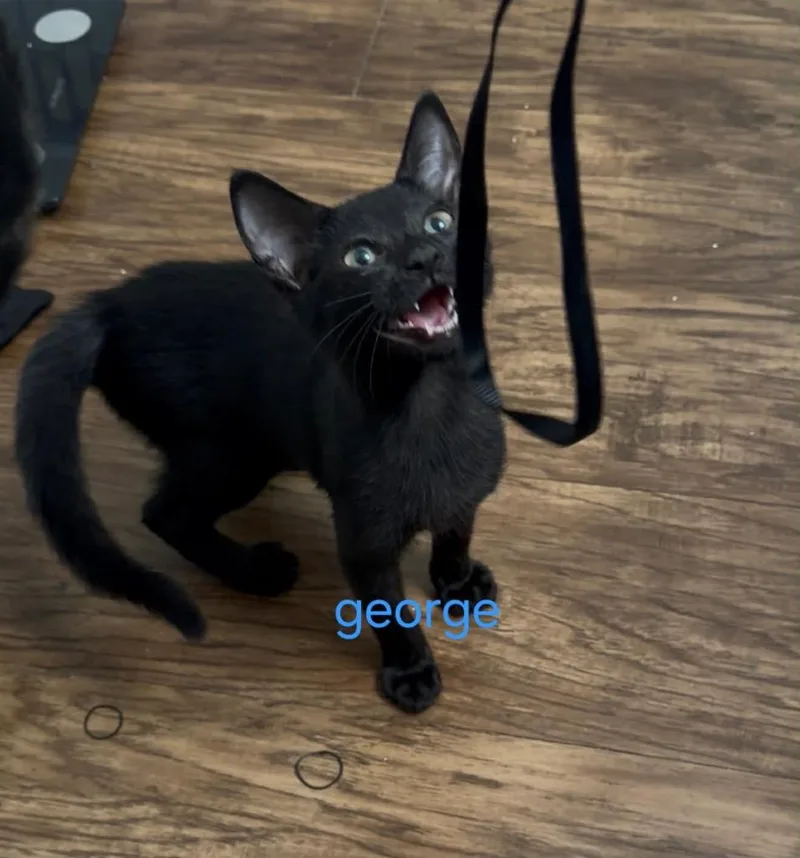 George thumbnail 2