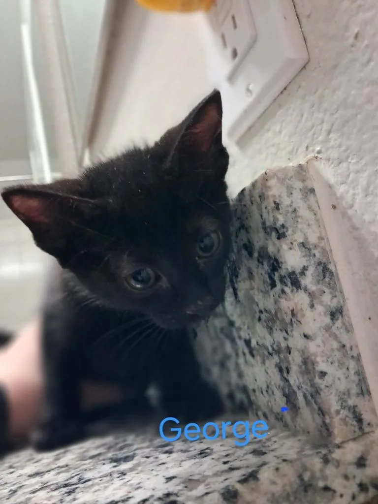 George thumbnail 3