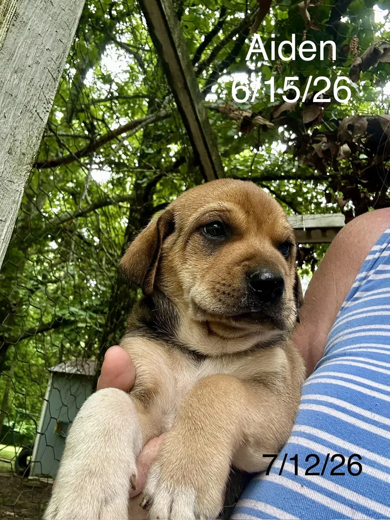 A baby small-sized male Terrier dog named Aiden for adoption in Welling, OK