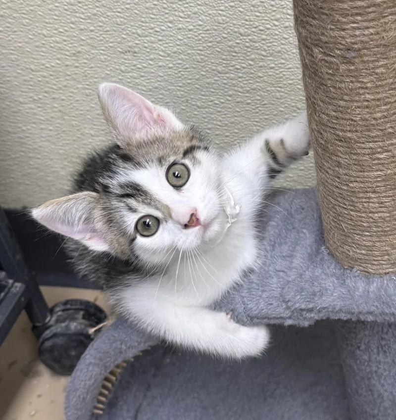 A baby small-sized male Domestic Short Hair cat named Cosmo for adoption in Shorewood, IL