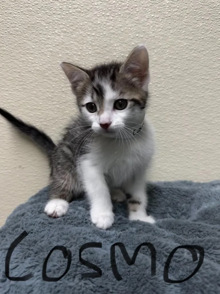 Cosmo thumbnail 2