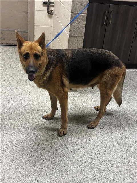 An adult large-sized female German Shepherd Dog dog named A for adoption in Conroe, TX