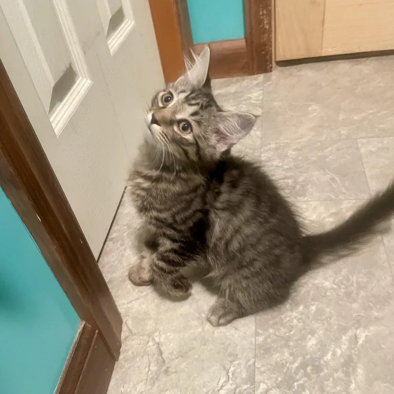 A baby medium-sized female Domestic Medium Hair cat named Mittens for adoption in High View, WV