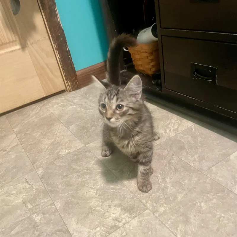 Mittens thumbnail 2