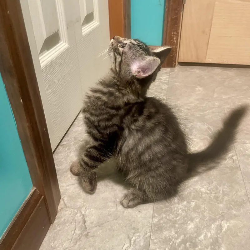 Mittens thumbnail 3