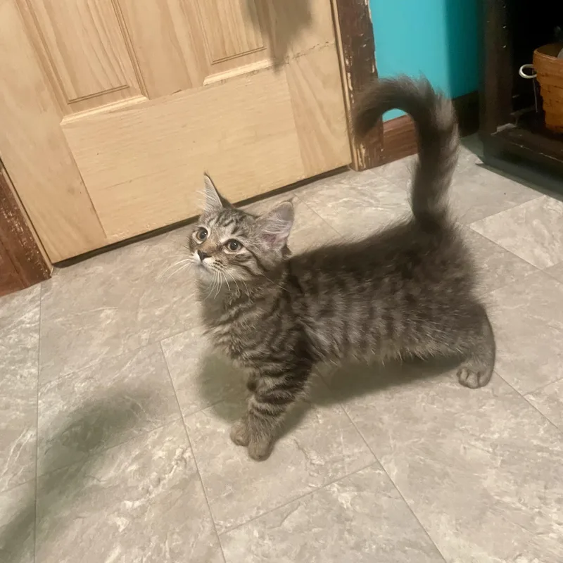 Mittens thumbnail 4