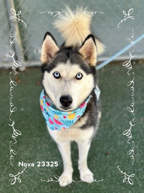 A young medium-sized female Black Siberian Husky dog named Nova for adoption in Marietta, GA