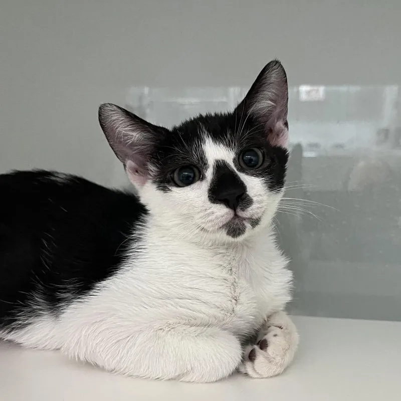 A baby small-sized female White Domestic Short Hair cat named Ocean for adoption in Jupiter, FL