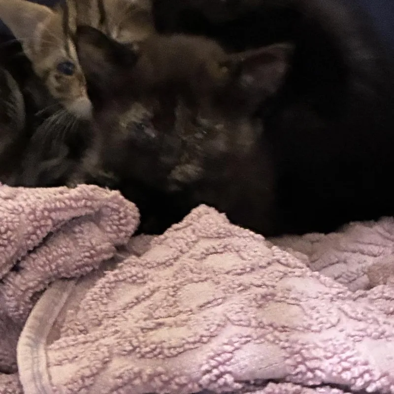 A baby small-sized female Torbie Domestic Short Hair cat named 71841 for adoption in Harrisonburg, VA