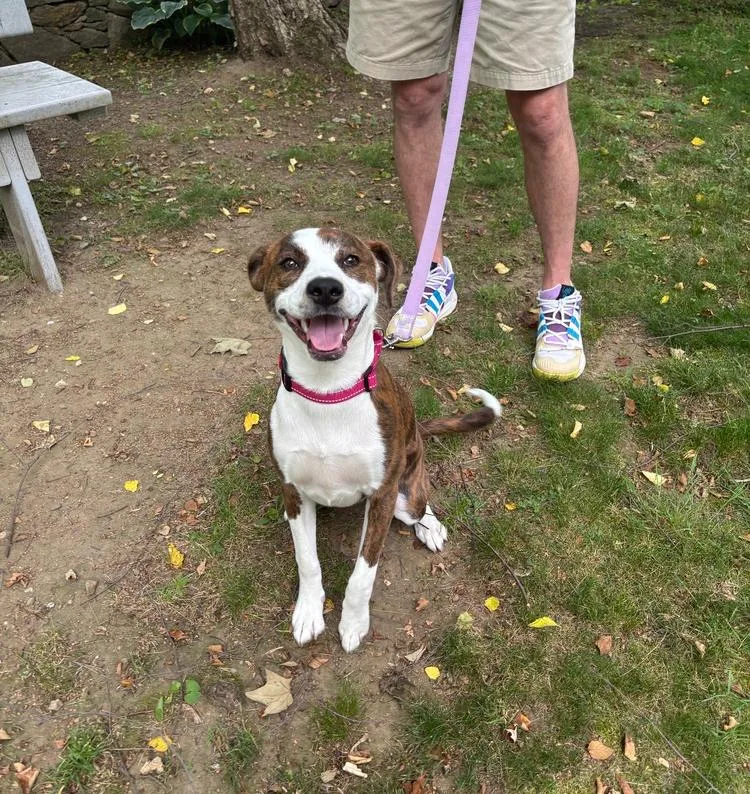 A baby medium-sized female Australian Shepherd dog named Cannoli for adoption in Armonk, NY