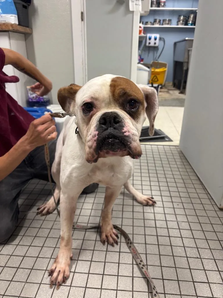 A senior medium-sized female American Bulldog dog named Juicebox for adoption in Fall River, MA
