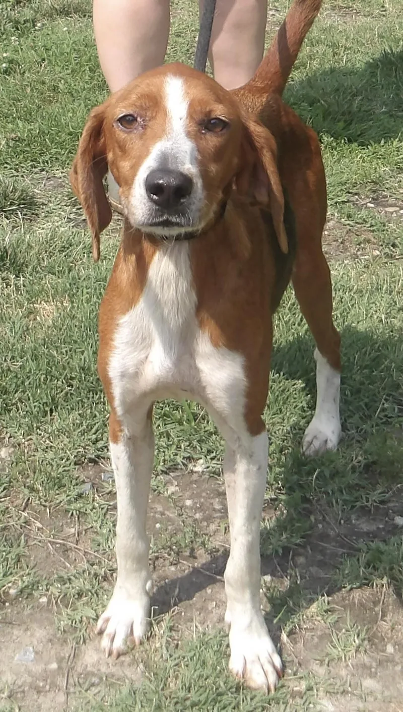 An adult medium-sized female Hound dog named Baby Girl for adoption in Gloucester, VA