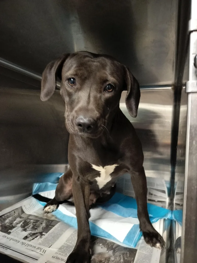 A young medium-sized female Beagle dog named A for adoption in Chatsworth, CA
