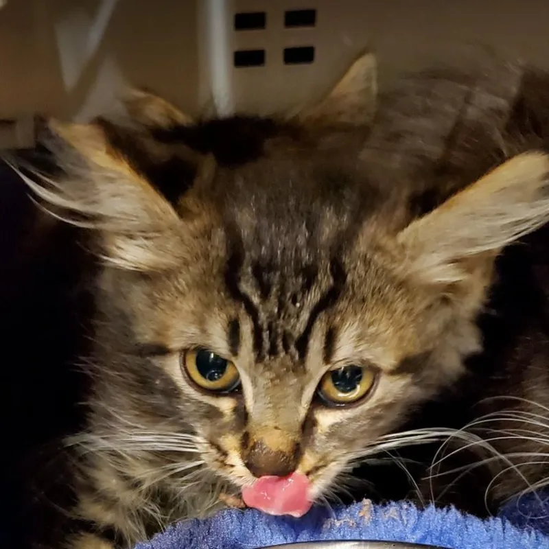 A baby small-sized female Brown / Chocolate Domestic Long Hair cat named Charlotte for adoption in Hemet, CA
