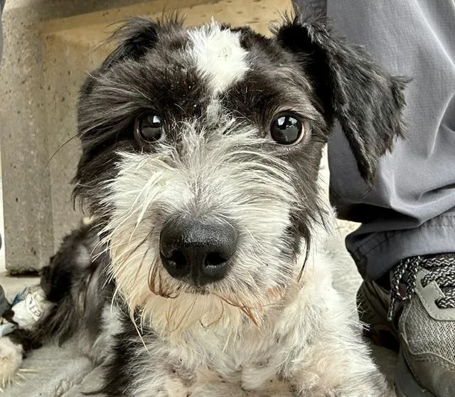 A young small-sized male Shih Tzu dog named Garry for adoption in Tucson, AZ
