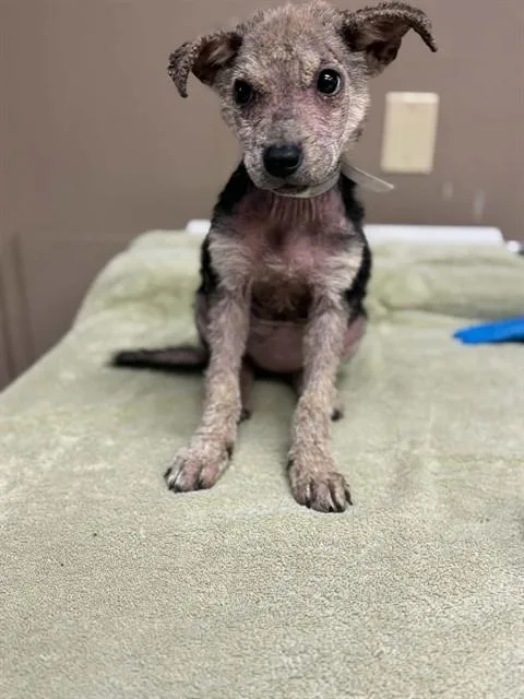 A baby small-sized female German Shepherd Dog dog named French Toast for adoption in Conroe, TX