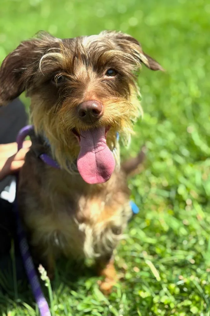 Penelope thumbnail 5