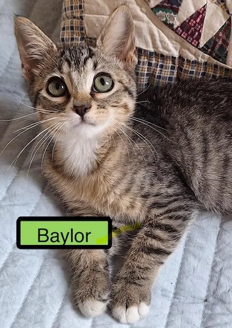 A baby medium-sized male Domestic Short Hair cat named Baylor for adoption in Zimmerman, MN