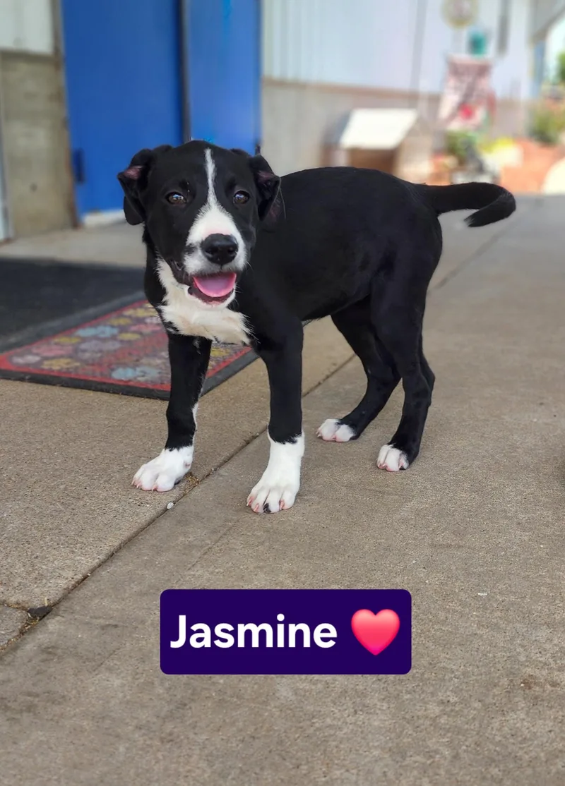 A baby medium-sized female Black American Bulldog dog named Jasmine for adoption in Clinton, MO