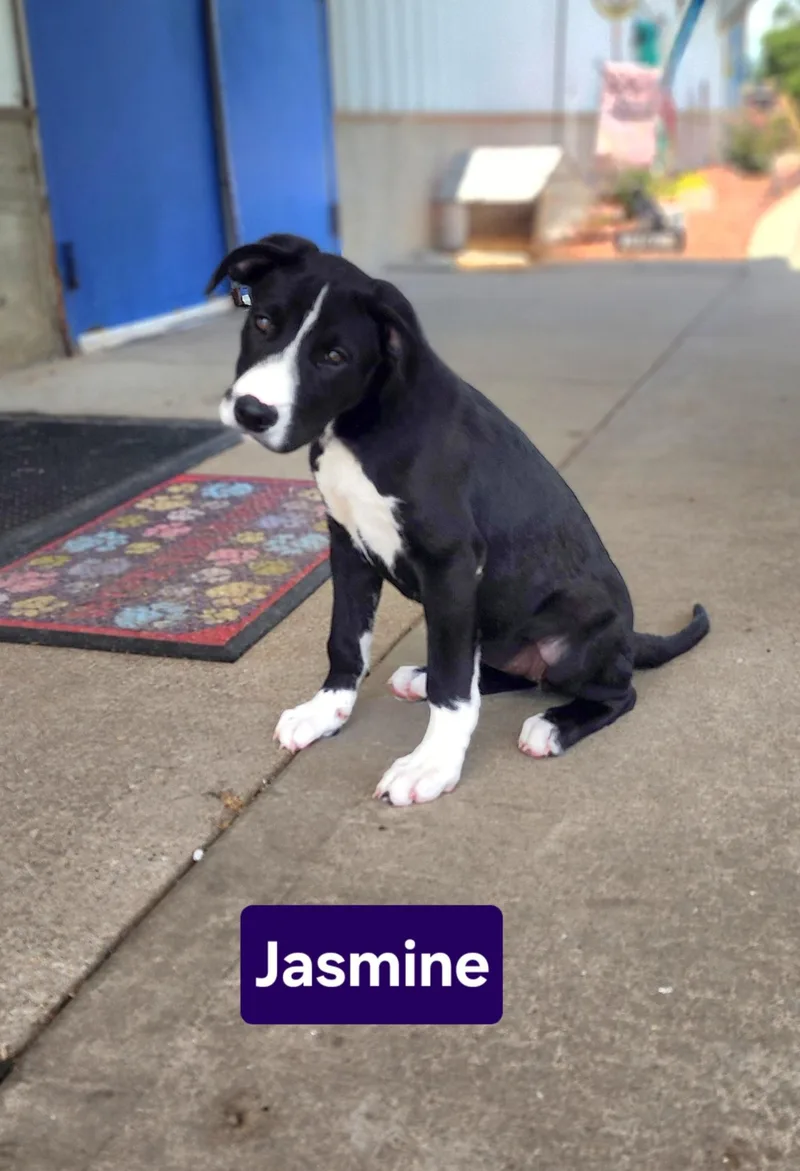 Jasmine thumbnail 2