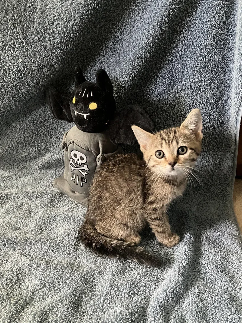A baby medium-sized female Tabby (Brown / Chocolate) Tabby cat named Blair for adoption in Trexlertown, PA