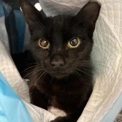 A young medium-sized male Black Domestic Short Hair cat named Nurse Shark for adoption in Sarasota, FL