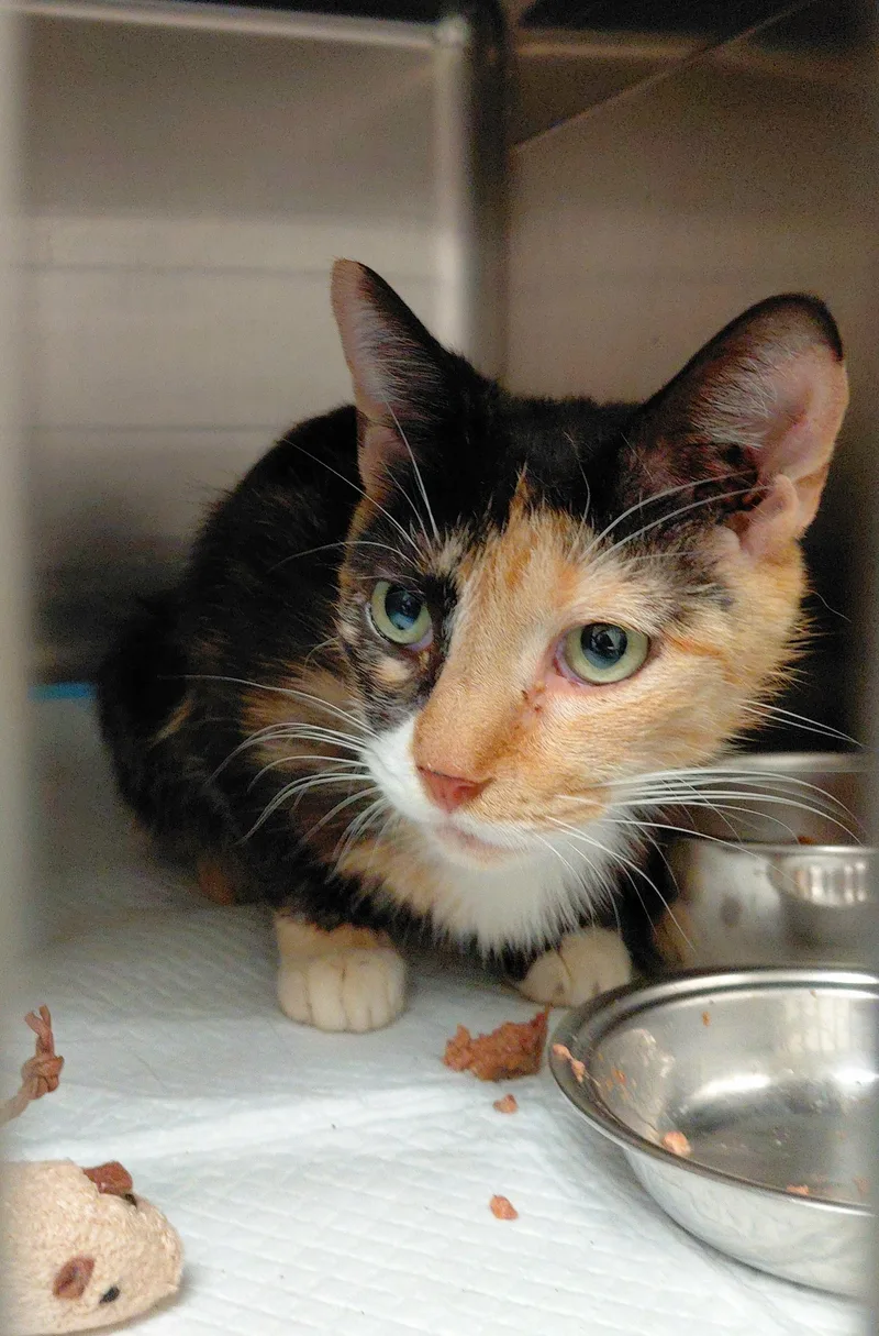 An adult medium-sized female Calico cat named Freya for adoption in Stanley, VA