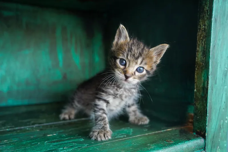 A young small-sized male Brown / Chocolate Domestic Short Hair cat named Jim for adoption in San Antonio, TX