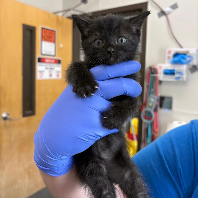 A baby small-sized male Black Domestic Short Hair cat named Swiss Roll for adoption in Columbiana, AL