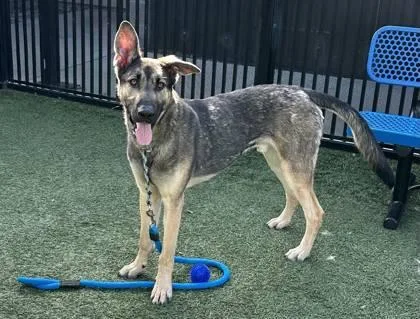 Ninja Gaiden thumbnail 2