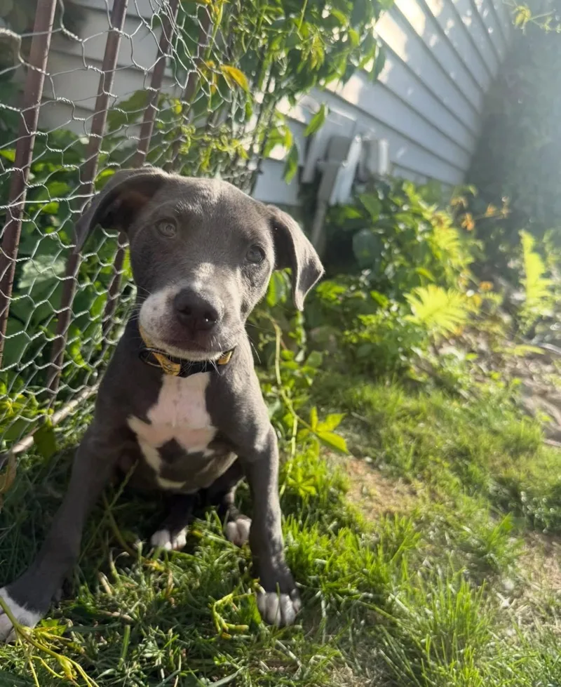 Athena