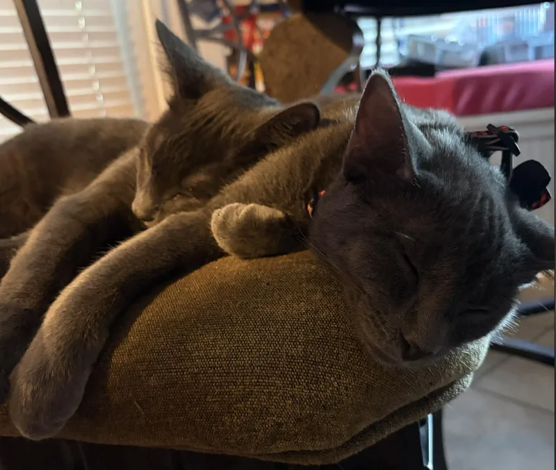 Stormy the Gray J.