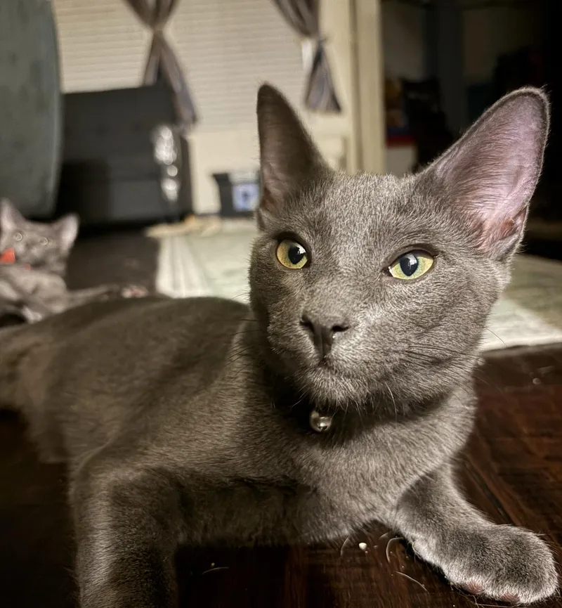 Stormy the Gray J. thumbnail 2