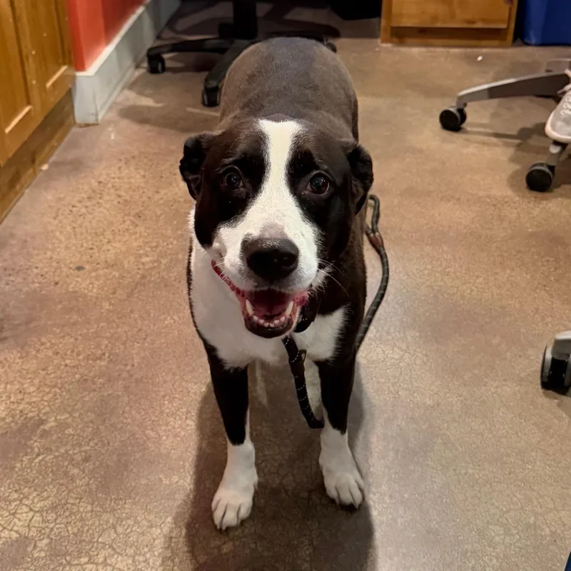 An adult large-sized female Black Mixed Breed dog named Suzie for adoption in Saint Charles, MO