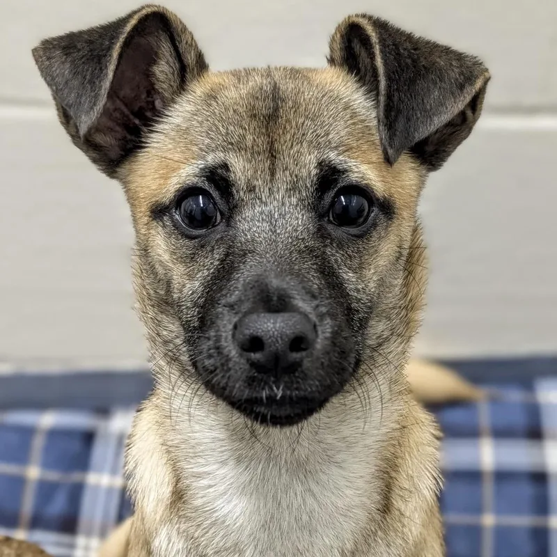 Blake Ecas thumbnail 5