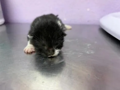 A baby small-sized male Domestic Short Hair cat named 61776566 for adoption in El Paso, TX