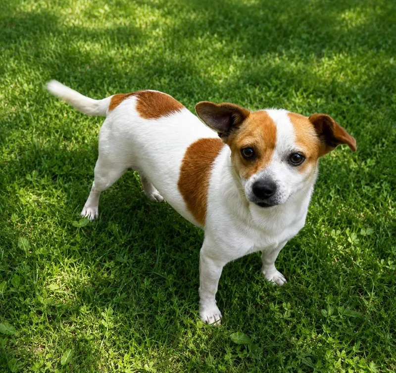 A young small-sized male Jack Russell Terrier dog named Lil Bit for adoption in Effingham, IL
