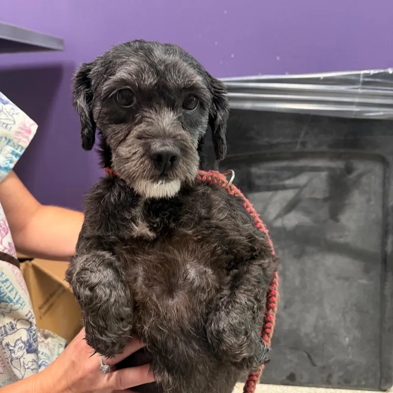 An adult small-sized female Black Mixed Breed dog named Coco for adoption in Englewood, FL